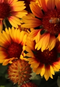Blanket Flower Gaillardia Blanket Flower Gaillardia