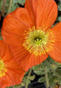 Orange Poppies at Sturtz and Copeland in Boulder, Colorado Orange Poppies at Sturtz and Copeland in Boulder, Colorado