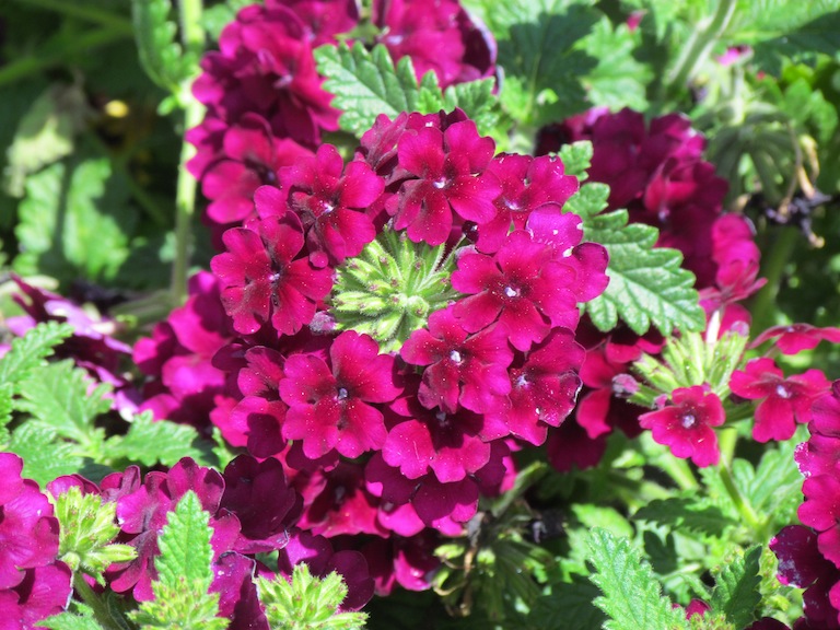 Flower and Vegetable Planting Tips - Sturtz & Copeland Garden Blog