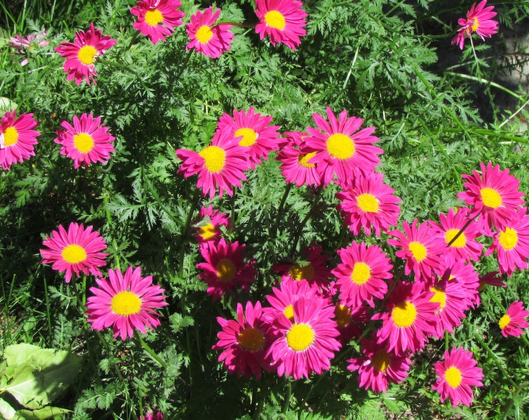 Perennials are the backbone of the flower garden providing color with ...
