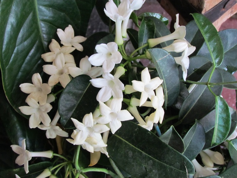 Sturtz and Copeland - Stephanotis floribunda: Madagascar ...