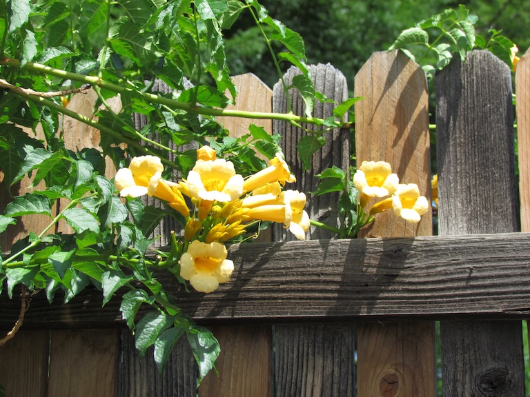 Campsis radicans Trumpet Vine Vigorous, hardy trumpet vines bloom