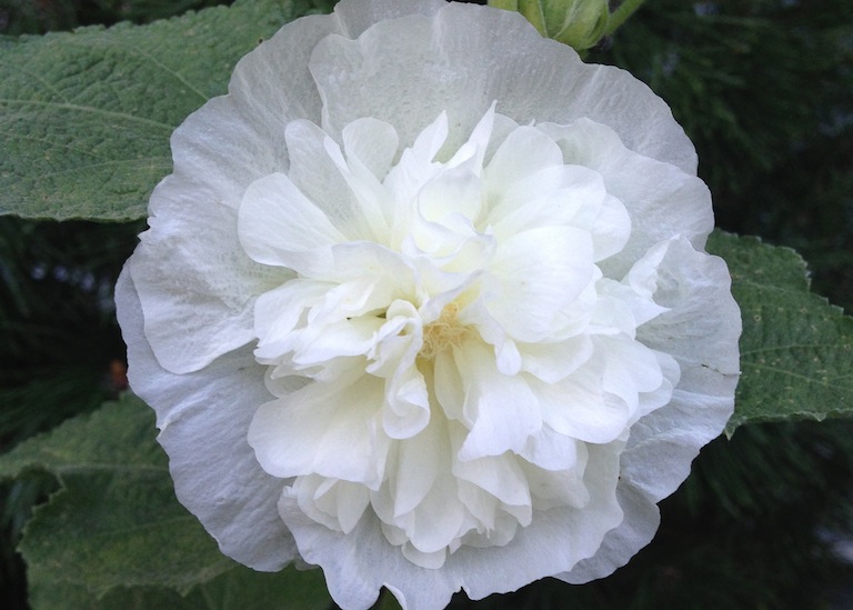 Double White Hollyhock