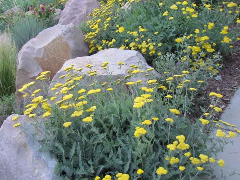 Sustainable gardening with perennials in the xeriscape garden