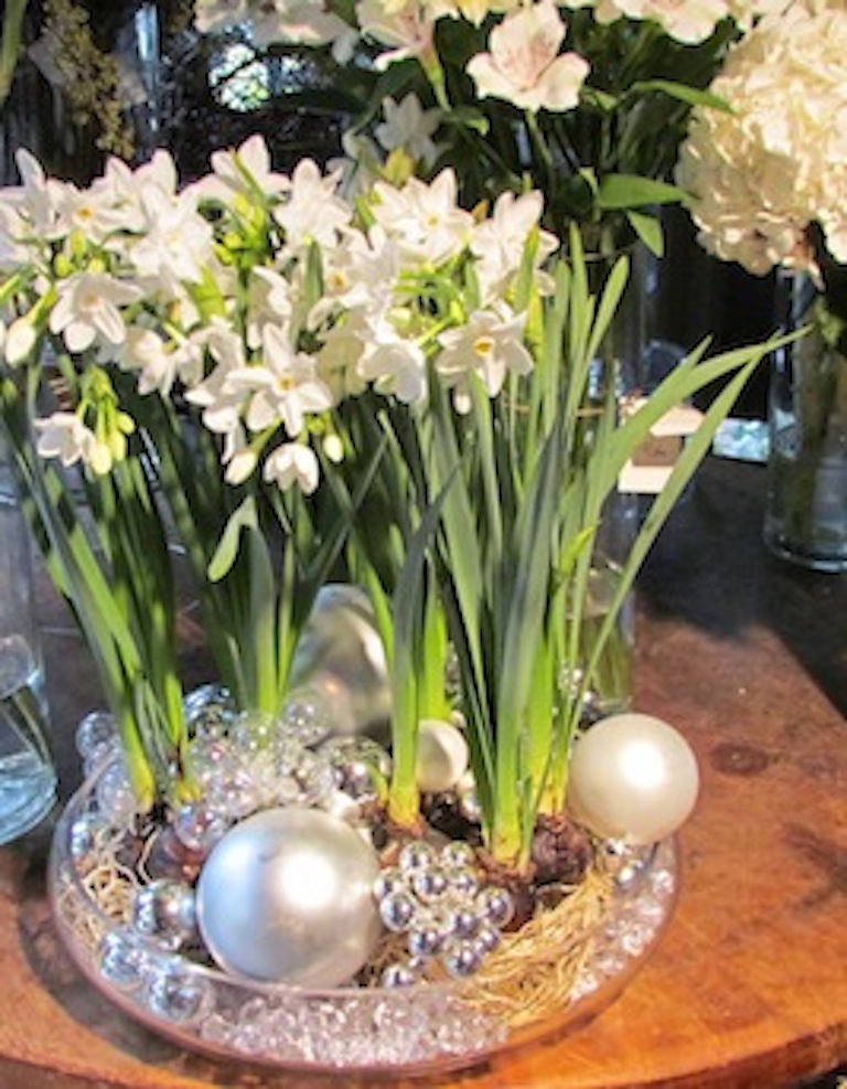 How To Force Paperwhite Narcissus for Indoor Blooms