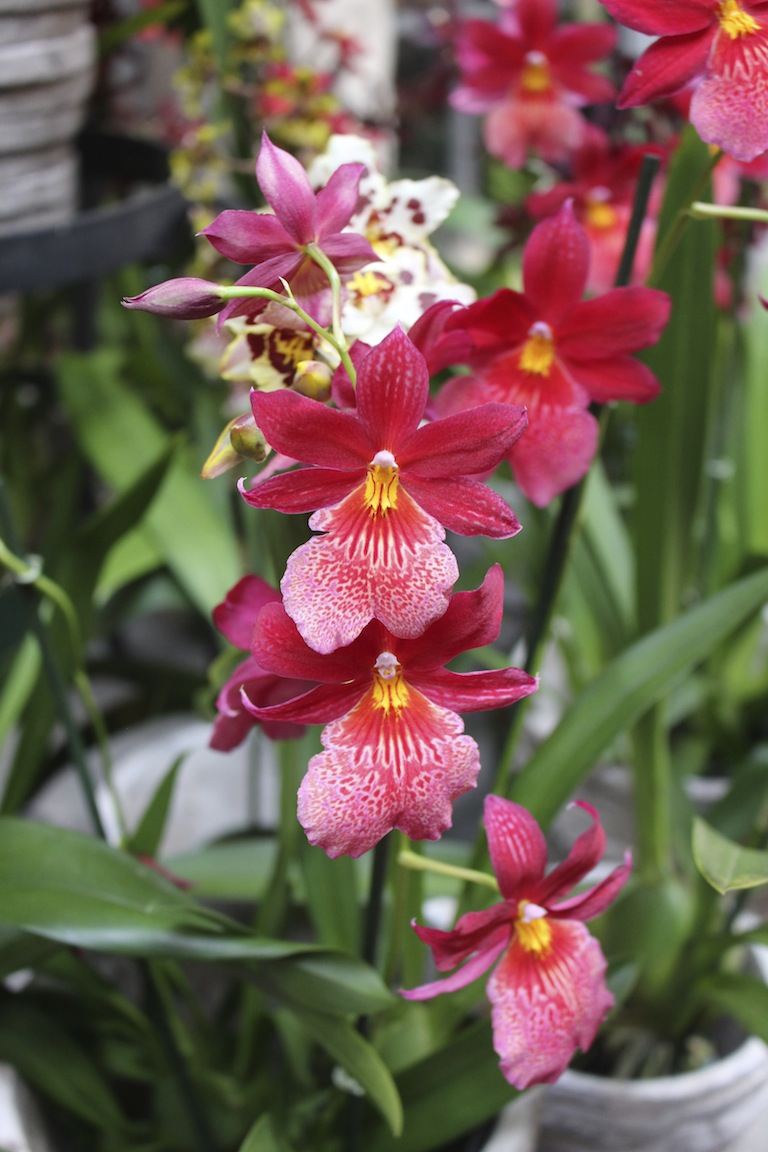 Easy to grow orchid plants Phalaenopsis Dendrobium Moth 