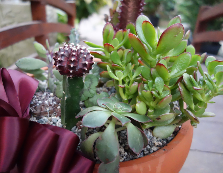 Holiday Dish Garden