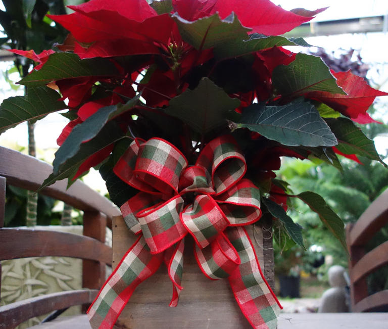 Boxed Poinsettia