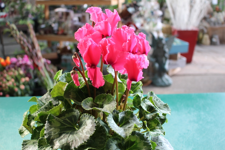 Cyclamen with heart shaped leaves for Valentine's Day ...