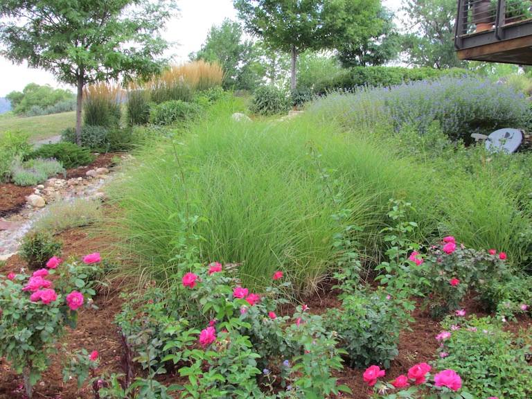 How to plant a sustainable garden in Boulder, Colorado using annual and