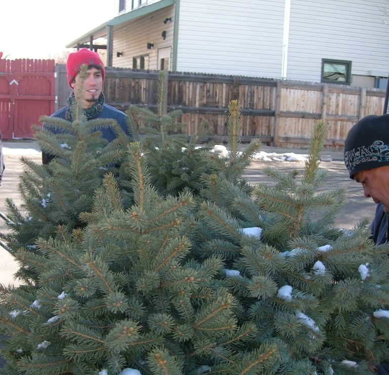 Christmas Trees in Boulder Colorado - Sturtz and Copeland Boulder, CO