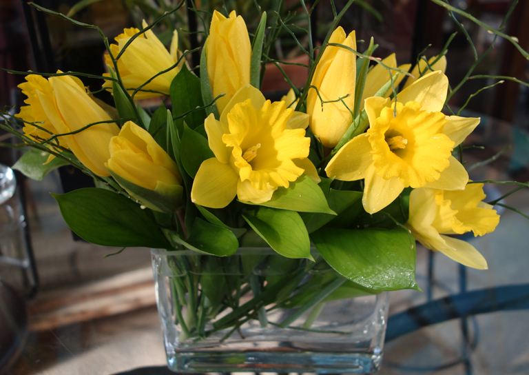 Spring is on Her Way with Daffodils