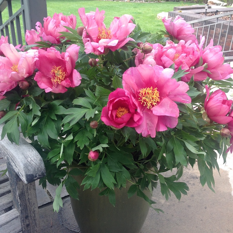 Keiko with pink petals and clusters of yellow stamens