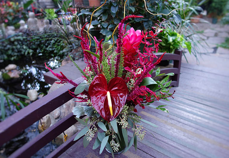 Red Hawian Tropicals Boulder Colorado