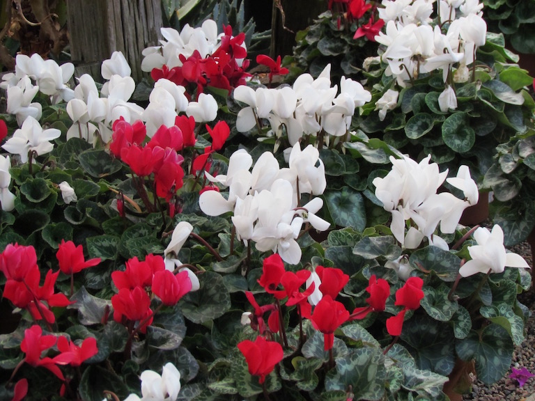 Delicate cyclamen blossoms resemble shooting stars