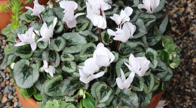 Cyclamen in pots do well in a shady spot outside in the summer