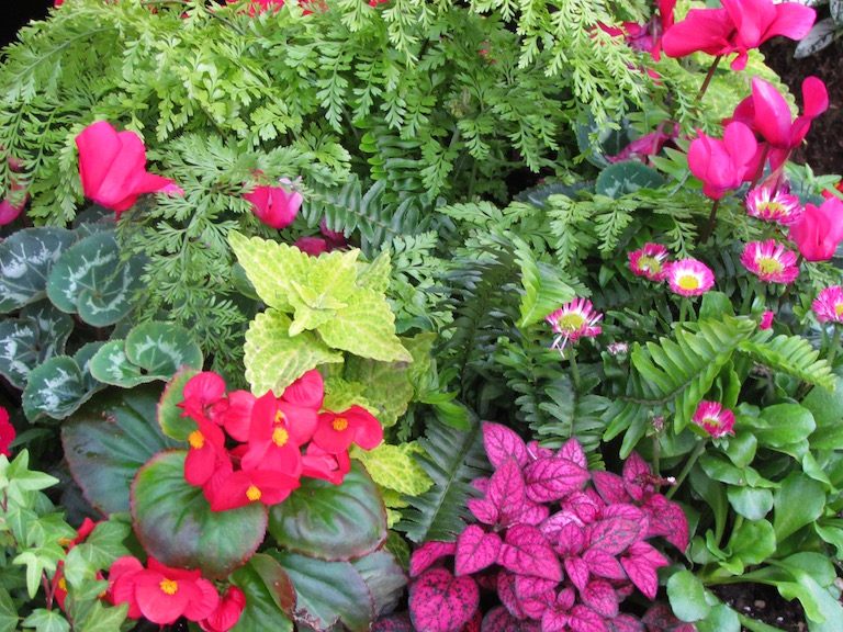 French garden with pink cyclamen, pink begonias and ferns