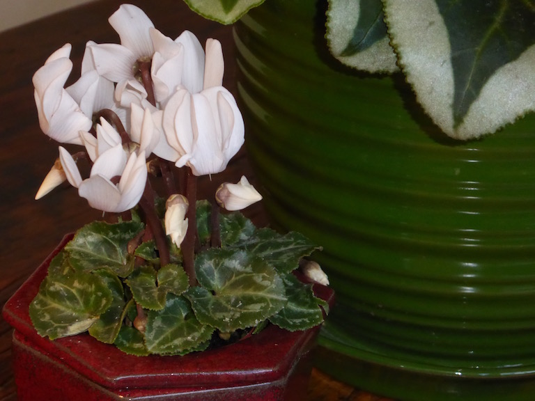 Fragrant white miniature cyclamen