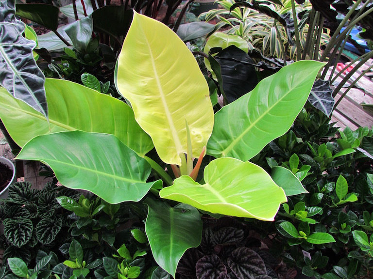 Indoor House Plants Help Clean the Air