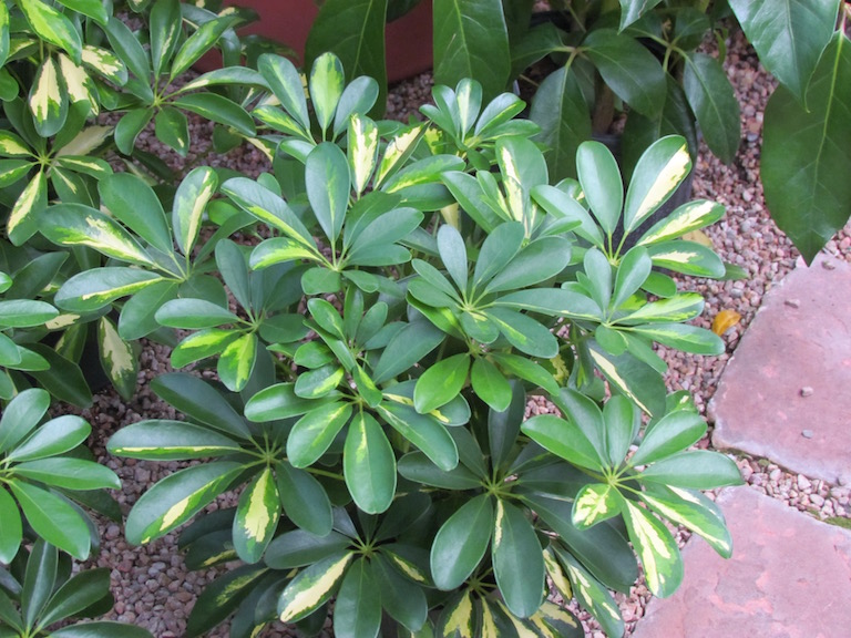 Indoor House Plants Help Clean the Air