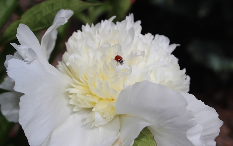 White Peony with a Ladybug