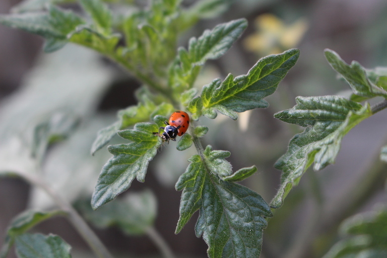 Ladybug on a Tomato Leaf
