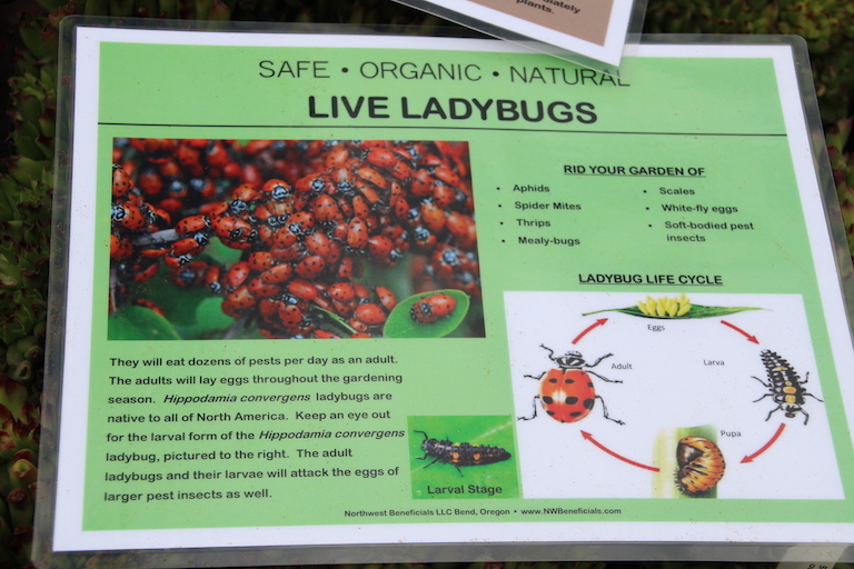 Live Lady Bugs for Natural Pest Control