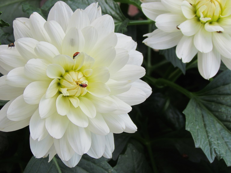 White dahlia with a friendly ladybug