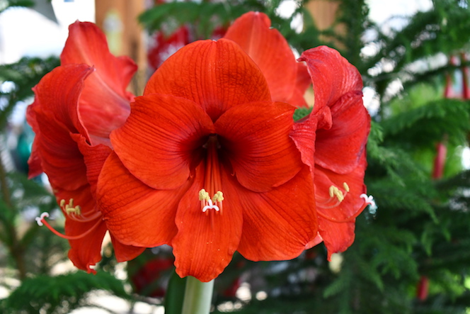 Red amaryllis at Sturtz and Copeland in Boulder, CO