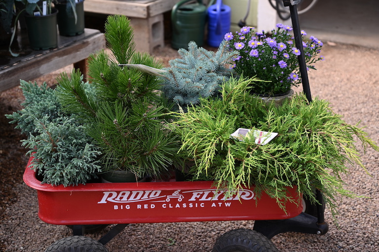 Evergreens for Winter Patio Pots