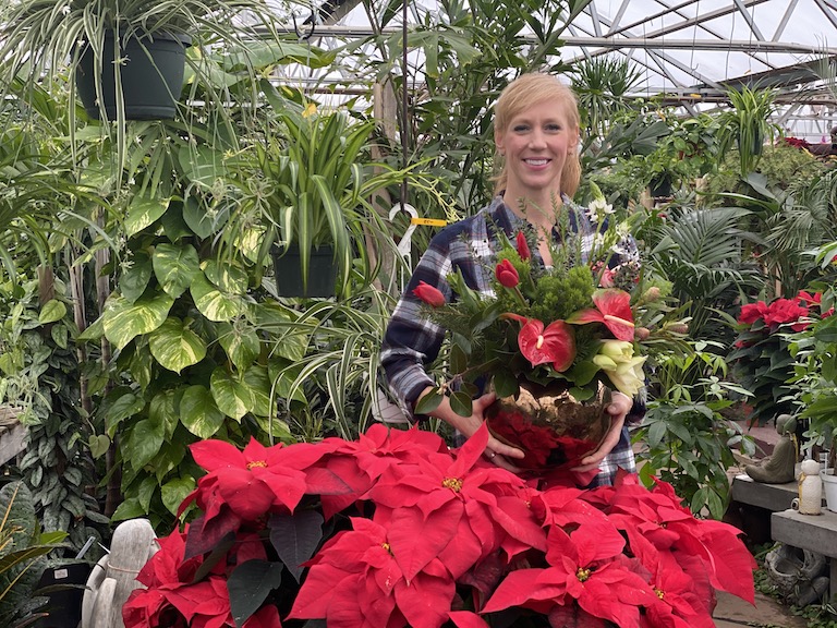 Poinsettia plants and anthurium flowers in December