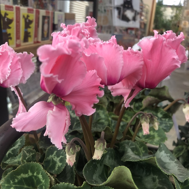 Gorgeous ruffled pink cyclamen
